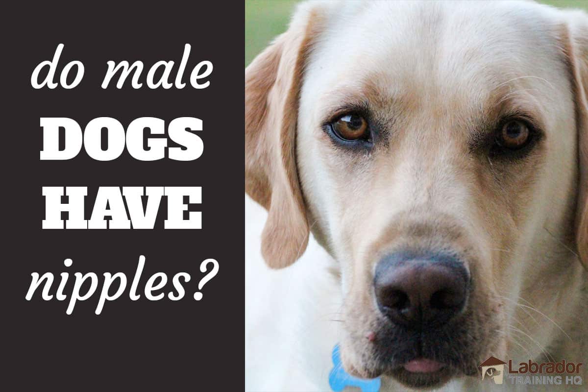 Do Male Dogs Have Nipples? - Yep, But Why Are They ...