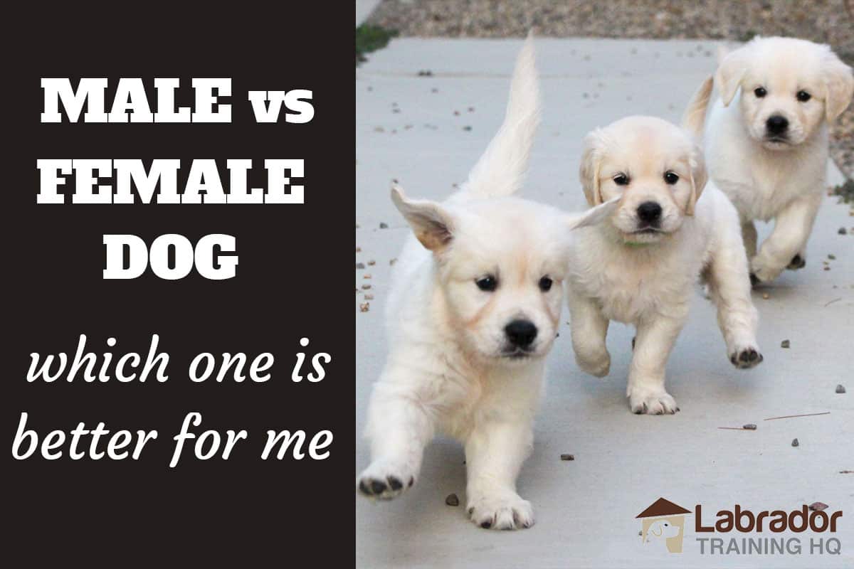 Should I Get A Male Or A Female Dog?