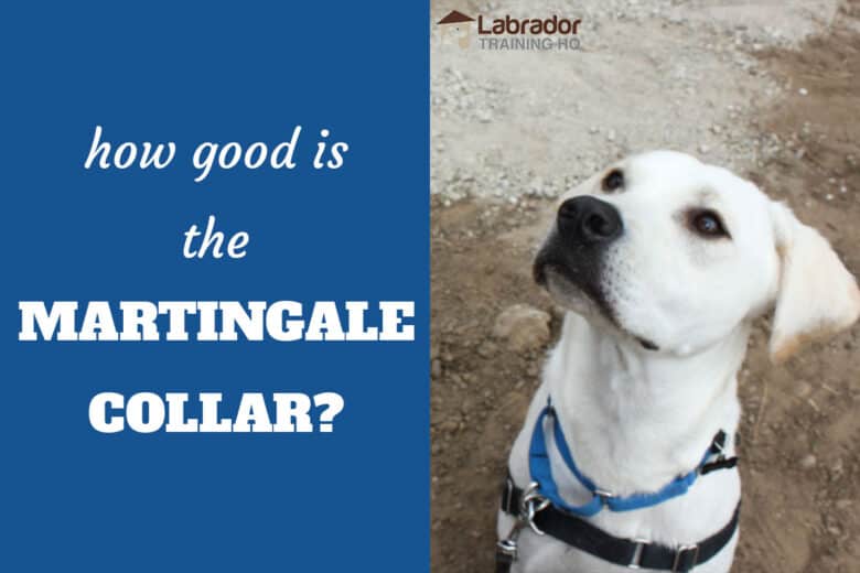 How Good Is The Martingale Collar? - Yellow Labrador Retriever staring up at the LTHQ logo.