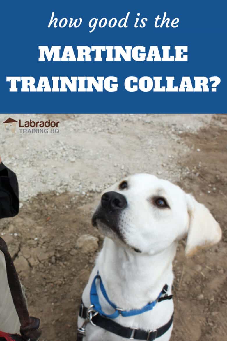 How Good Is The Martingale Training Collar? - Yellow Lab wearing martingale training collar and harness staring back up at his trainer.