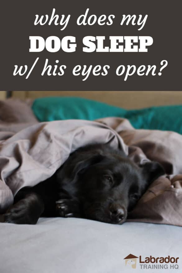Why Does My Dog Sleep With His Eyes Open? LabradorTrainingHQ