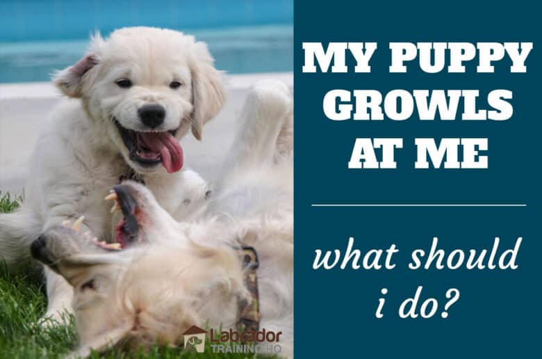 How to Stop a Puppy from Chewing Furniture? Should You Punish Your Dog?