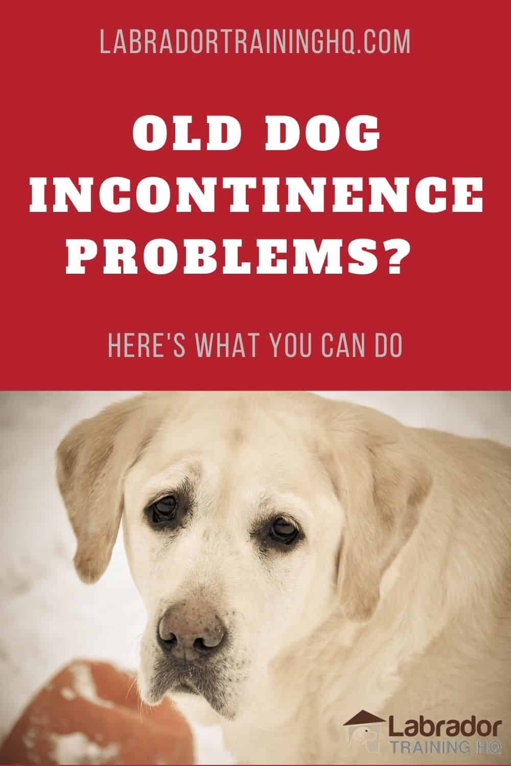 What To Do About Old Dog Incontinence