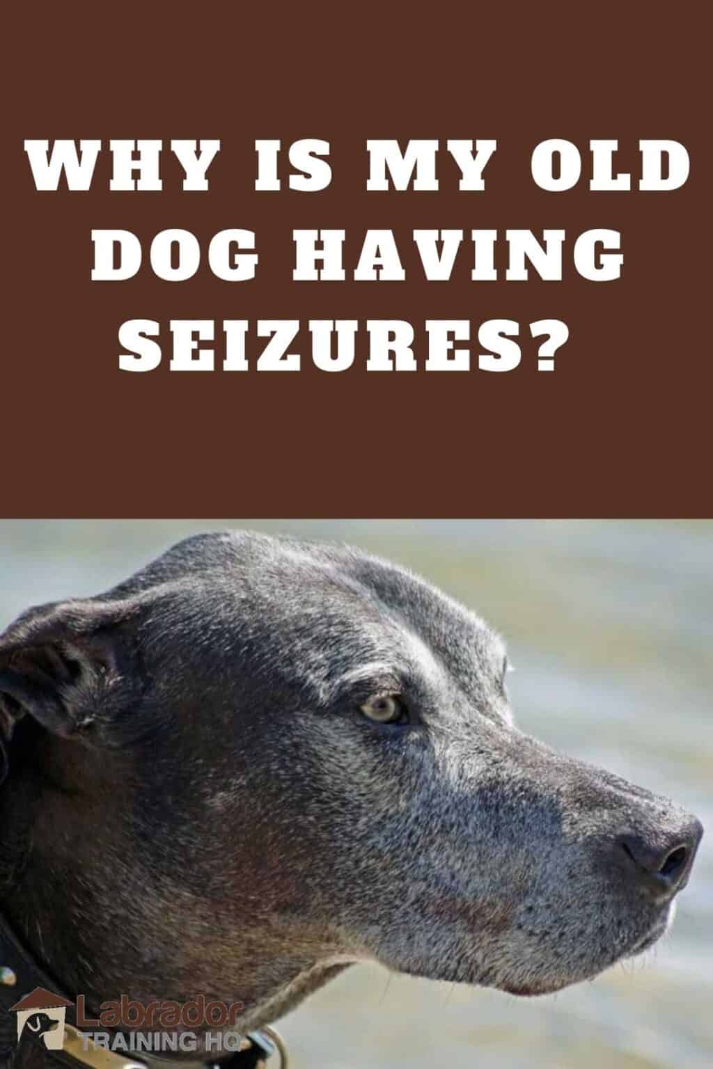 How Often Do Older Dogs Have Seizures at Caroline Wood blog