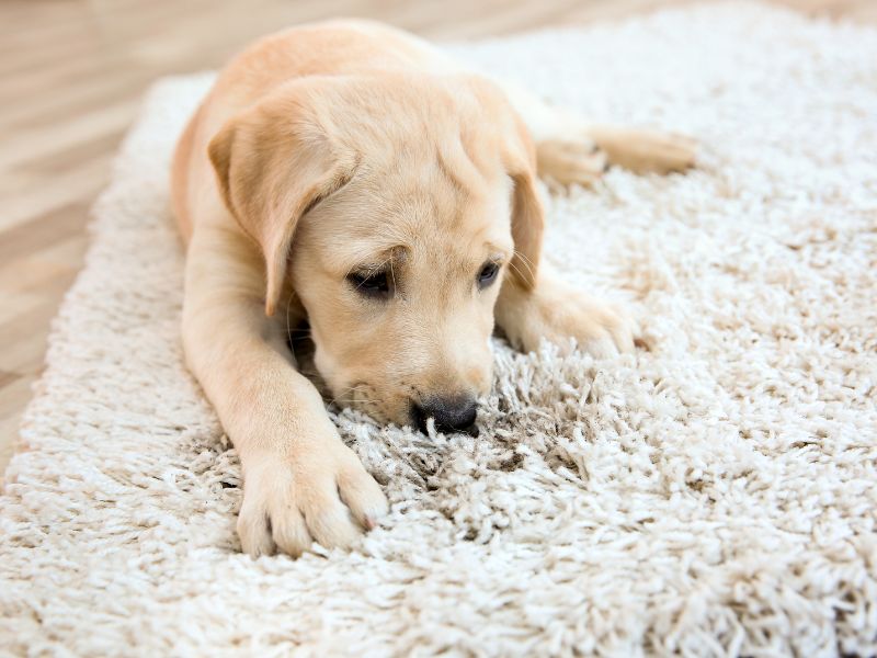 why is my dog constantly licking the carpet