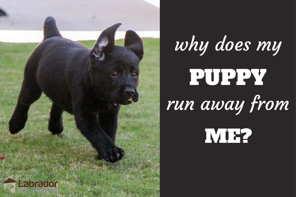 Why does my puppy run away from me
