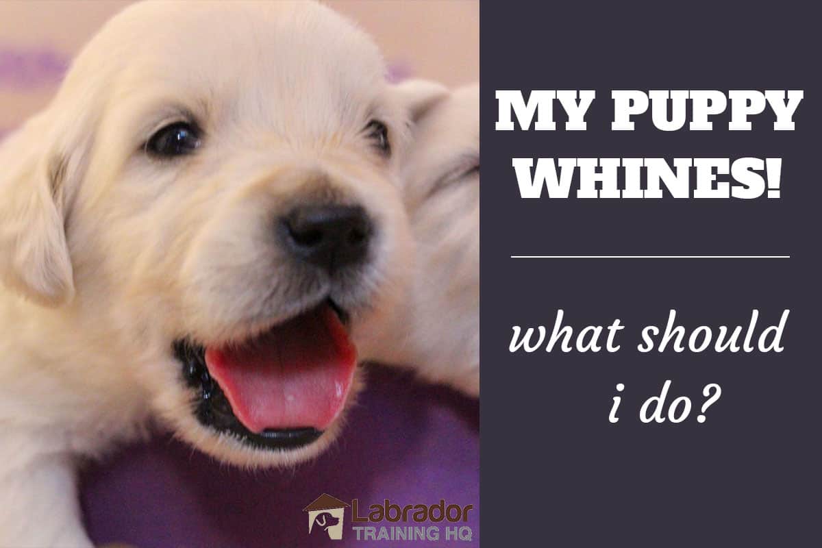 why do puppies keep whining