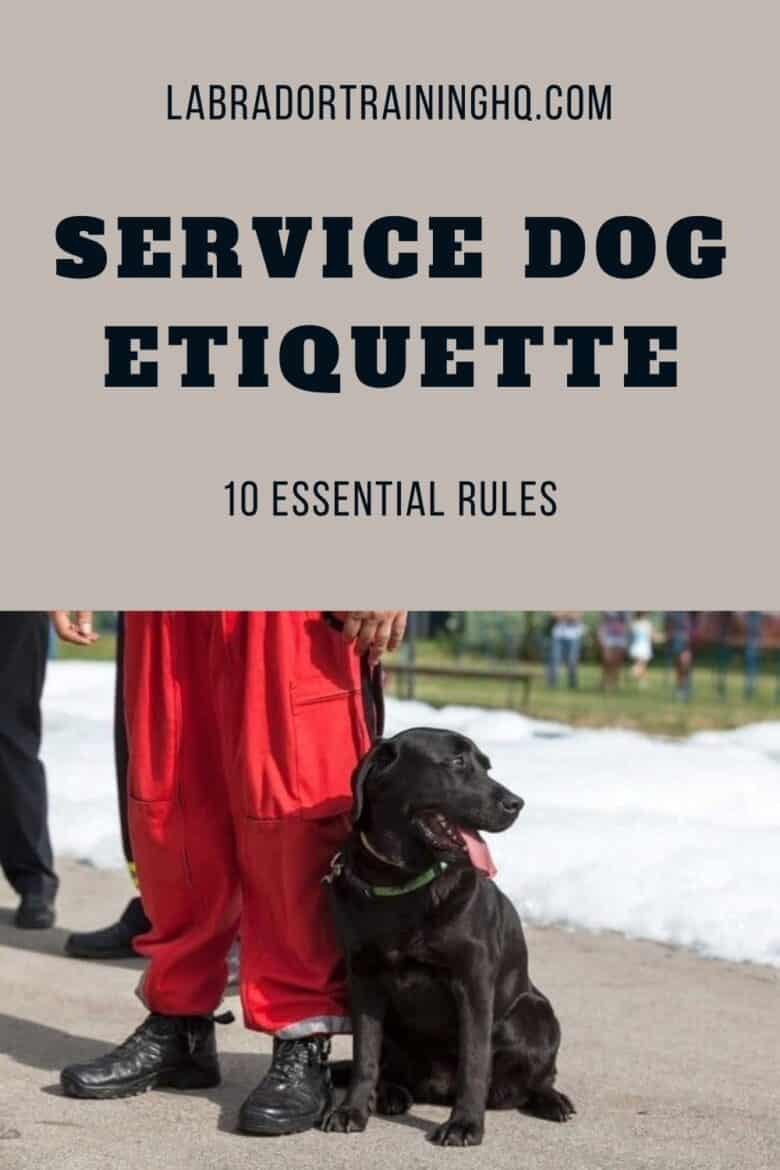 10 Essential Service Dog Etiquette Rules Life Dog
