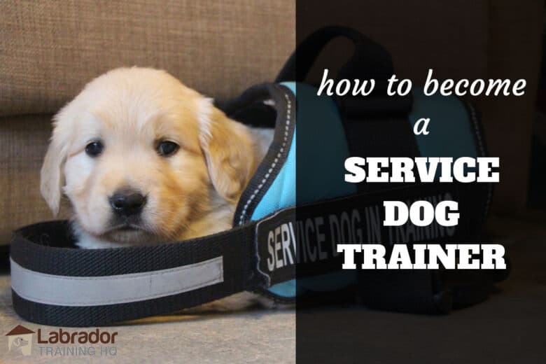 How To Be A Service Dog Trainer - Puppy in a service dog jacket that is way to big for him.