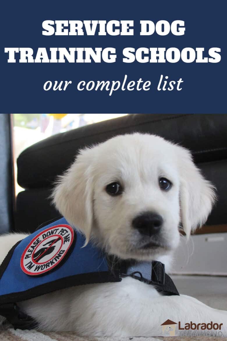 Service Dog Training Schools And How To Train A Service Dog