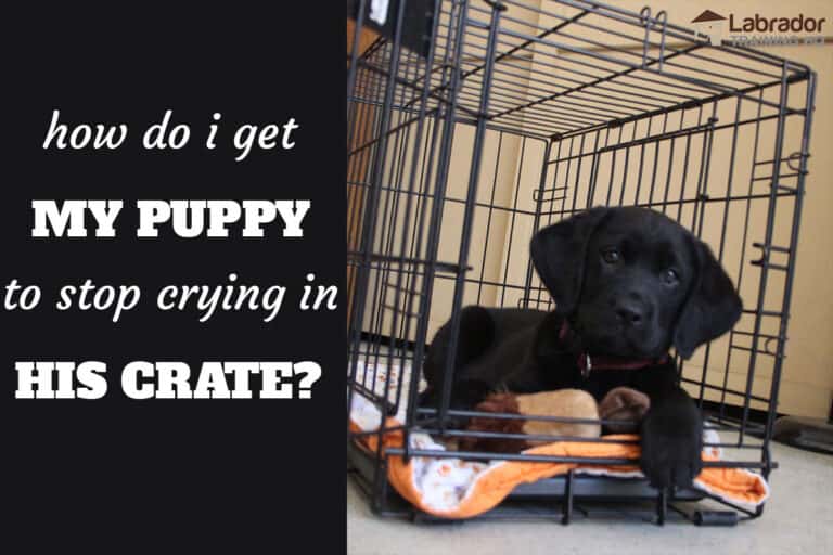 How Do I Get My Puppy To Stop Crying In His Crate At Night