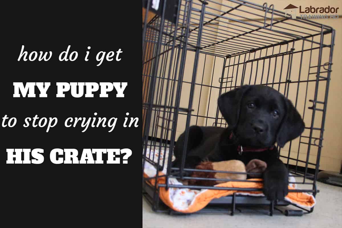 How Long to Let Dog Cry in Crate?