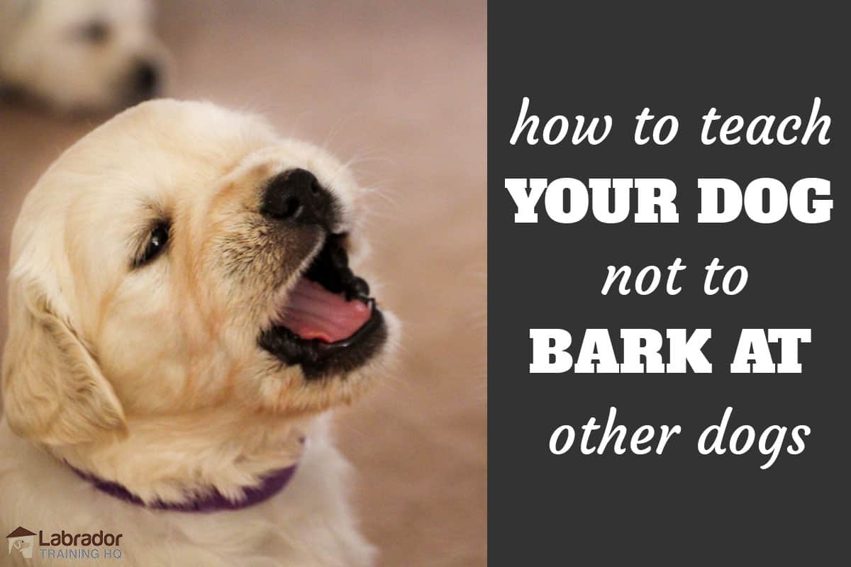 teach dog not to bark at other dogs