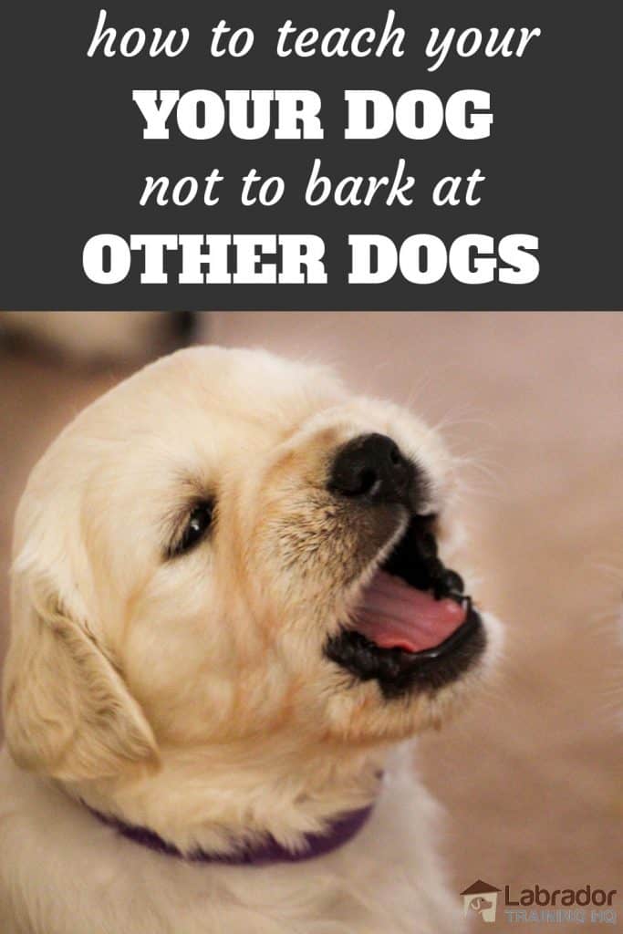 teach dog not to bark at other dogs