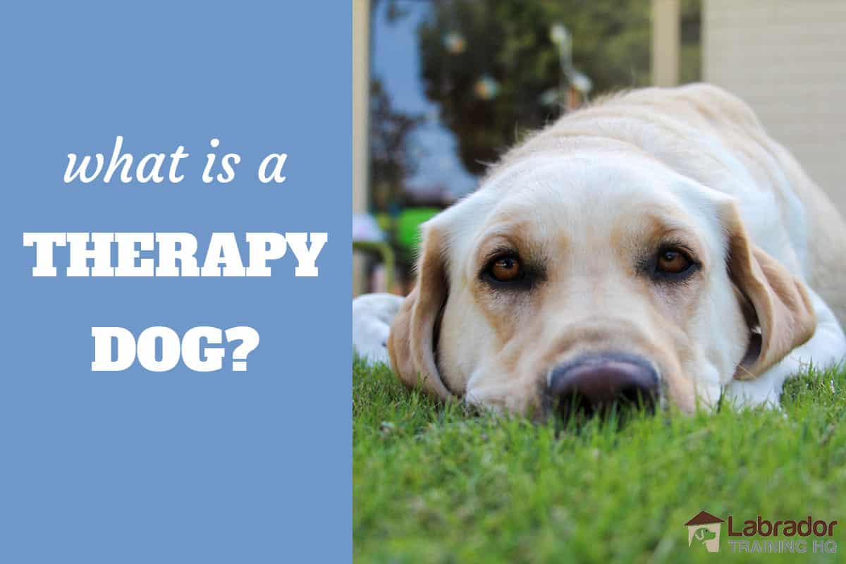 do therapy dogs actually work