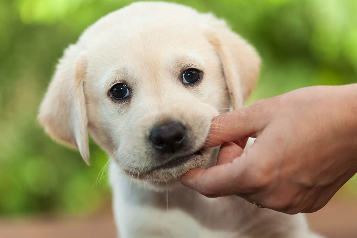 can teething make my puppy sick