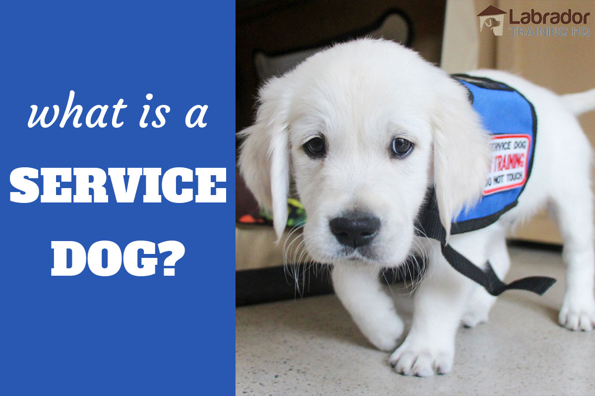 what does it take to be a service dog