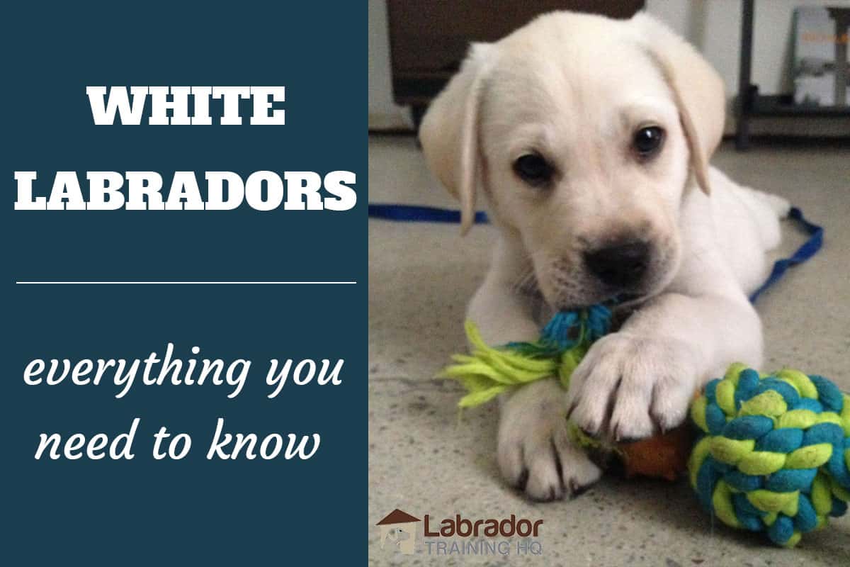 White Labradors Everything You Need To Know Labradortraininghq