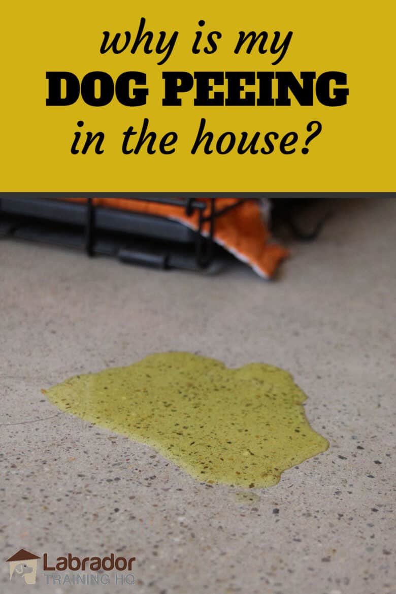 Why Is My Dog Peeing In The House? What Should I Do? LabradorTrainingHQ
